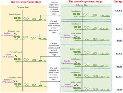 Predictability of parental ultraviolet-B environment shapes the growth strategies of clonal Glechoma longituba